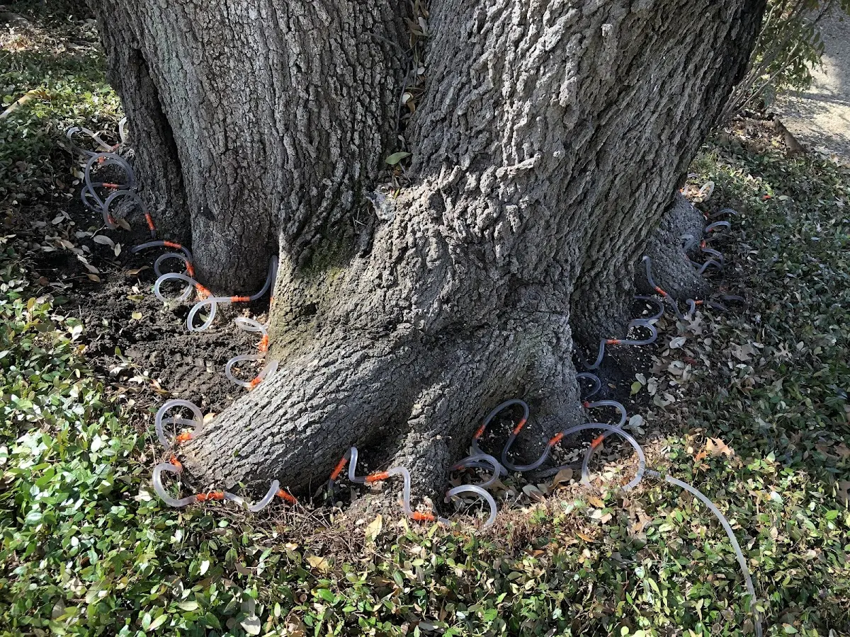 Detailed Tree Cabling and Bracing job site in Toluca Lake