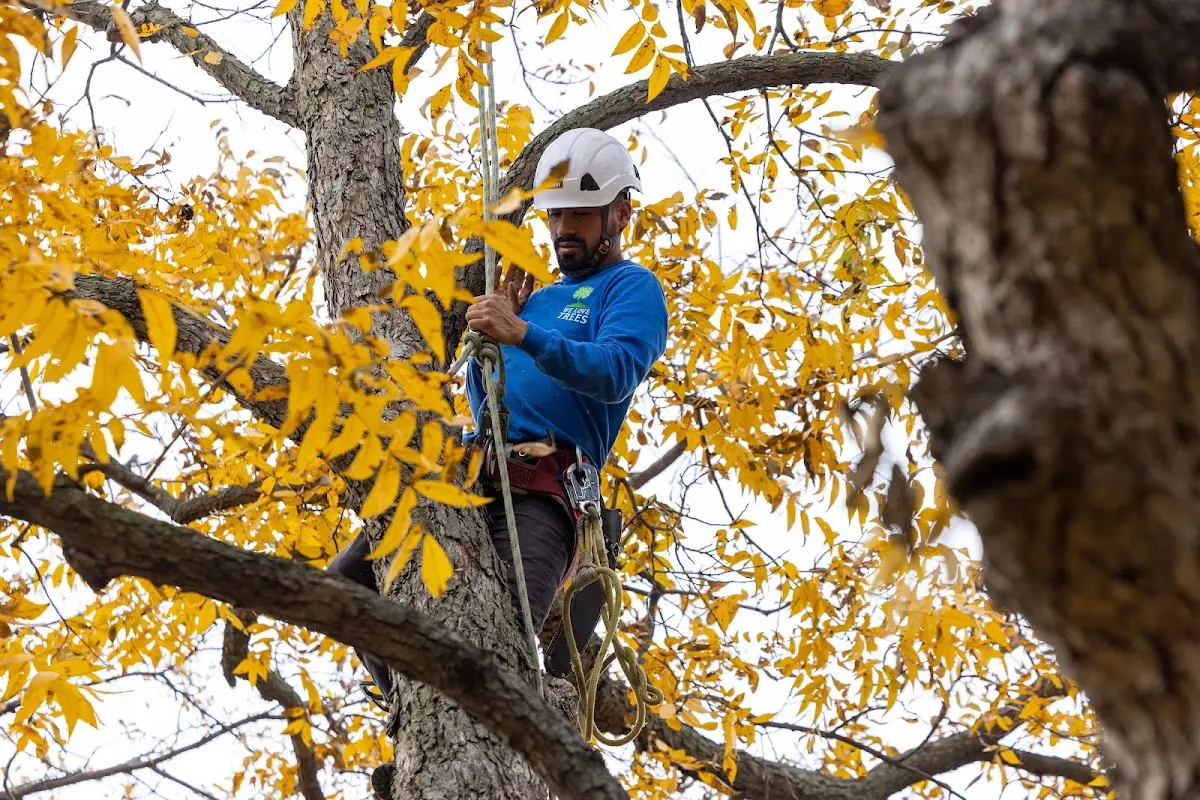 Skilled Tree Pruning crew working in Toluca Lake