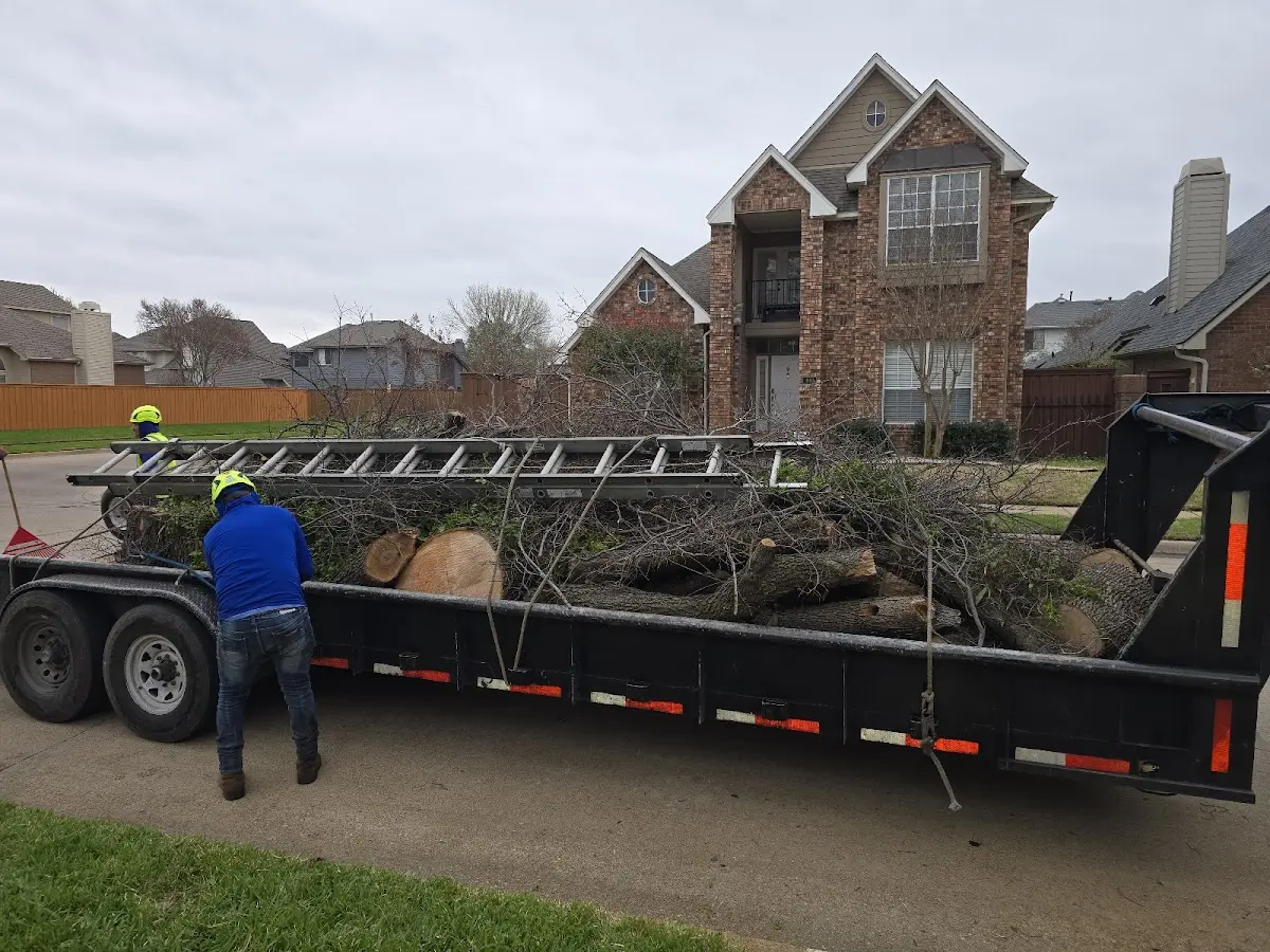 Expert Tree Fertilization with proper safety equipment in Toluca Lake